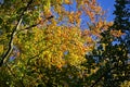 Autumn Leaves on Trees Royalty Free Stock Photo