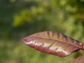 Autumn leaves on the trees change color. Dried tree leaf with red color and blur green background Royalty Free Stock Photo