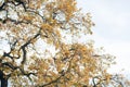 Autumn leaves on trees mountains travel landscape nature Royalty Free Stock Photo