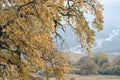 Autumn leaves on trees mountains travel landscape nature Royalty Free Stock Photo