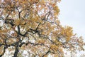 Autumn leaves on trees mountains travel landscape nature Royalty Free Stock Photo