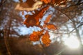 Autumn leaves of trees Royalty Free Stock Photo