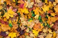 Autumn leaves and trefoil-clover