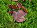 Autumn Leaves From The Tulip Tree Liriodendron-tulipifera Royalty Free Stock Photo
