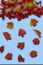 Autumn leaves and twigs with red viburnum berries on a blue background