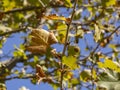 Autumn leaves und fruit on plane tree Royalty Free Stock Photo