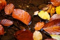 Autumn leaves under the flowing water, autumn background Royalty Free Stock Photo