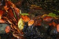 Autumn leaves under the flowing water, autumn background Royalty Free Stock Photo
