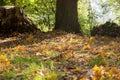 Autumn leaves under the trees in the park Royalty Free Stock Photo