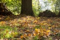 Autumn leaves under the trees in the park Royalty Free Stock Photo