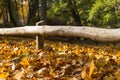 Autumn leaves under a wooden fence Royalty Free Stock Photo