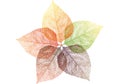 Autumn leaves, vector Royalty Free Stock Photo