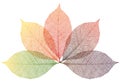 Autumn leaves, vector Royalty Free Stock Photo