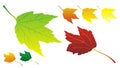 Autumn leaves in vector