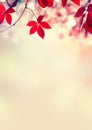 Autumn leaves vertical background. Beautiful Fall. Nature. Colorful autumnal leaf over blurred background Royalty Free Stock Photo