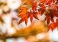 Autumn leaves, very shallow focus Royalty Free Stock Photo