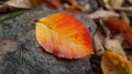 Autumn Leaves: Vibrant Red and Orange Maple Leaves on the Ground Royalty Free Stock Photo