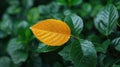 Autumn Leaves: Vibrant Red and Orange Maple Leaves on the Ground Royalty Free Stock Photo