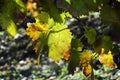 Autumn leaves on vine