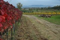 Autumn leaves in the vineyards in province of Pisa