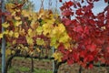 Autumn leaves in the vineyards Tuscany
