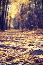 Autumn leaves in vintage park alley forest