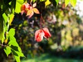 Autumn leaves of Virginia creeper plant