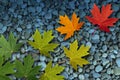 Autumn Leaves On Water Royalty Free Stock Photo