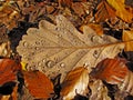 Autumn leaves with water drops Royalty Free Stock Photo