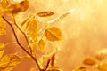 Autumn leaves with water drops and spider web at sunset over blurred background Royalty Free Stock Photo