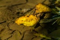 Autumn leaves on water in late october