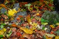 Autumn leaves in water, multicolored leaves , autumn background, autumn texture