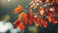 autumn leaves in water nature water drops leaves raindrops colorful scene spring autumn