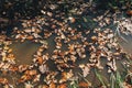 Autumn leaves in water. Oak brown leaves floating in water in sunny day in woods. Hello fall Royalty Free Stock Photo