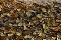Autumn leaves on the water surface natural background Royalty Free Stock Photo