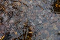 Autumn leaves in the water. Swedish fall. Background