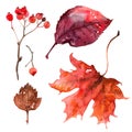 Autumn leaves watercolors Maple Leaf on white background. Coloured bright leaves hand-painted, paint, taktura Royalty Free Stock Photo