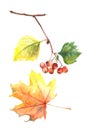 Autumn leaves watercolors Maple Leaf on white background. Coloured bright leaves hand-painted, paint, taktura Royalty Free Stock Photo