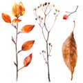 Autumn leaves watercolors Maple Leaf on white background. Coloured bright leaves hand-painted, paint, taktura Royalty Free Stock Photo