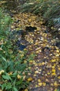 Autumn leaves in Watermill, river Vinalopo