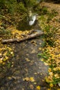 Autumn leaves in Watermill, river Vinalopo