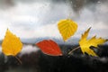 Autumn leaves on wet glass in rainy weather Royalty Free Stock Photo
