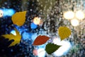 Autumn leaves on wet glass in rainy weather Royalty Free Stock Photo