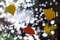 Autumn leaves on wet glass in rainy weather Royalty Free Stock Photo