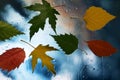 Autumn leaves on wet glass in rainy weather Royalty Free Stock Photo
