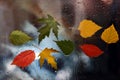 Autumn leaves on wet glass in rainy weather Royalty Free Stock Photo