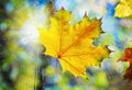 Autumn leaves on wet from rain glass