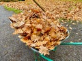 Autumn leaves in a wheel barrow Royalty Free Stock Photo