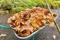 Autumn leaves in a wheel barrow Royalty Free Stock Photo