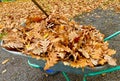 Autumn leaves in a wheel barrow Royalty Free Stock Photo